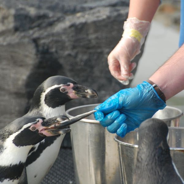 Buy Penguin Feeding Experience Tickets Online Folly Farm