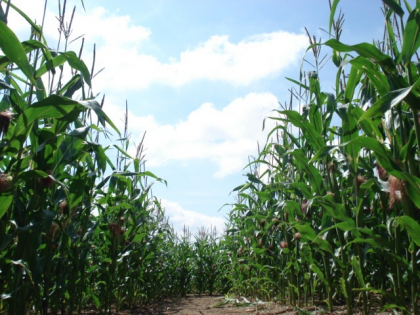 Maize Maze 2017 Event - Online Tickets