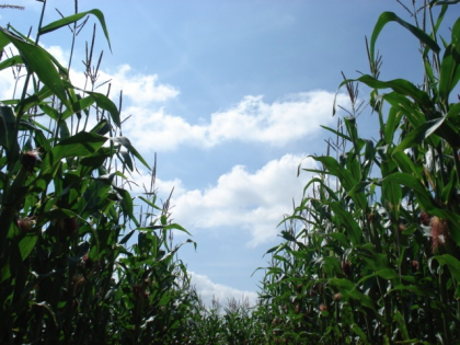 Maize Maze 2016 ONLINE PRICES