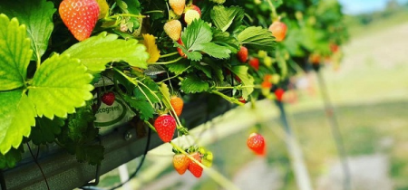 Pick Your Own Fruit & Veg