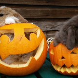 Halloween Events 2020