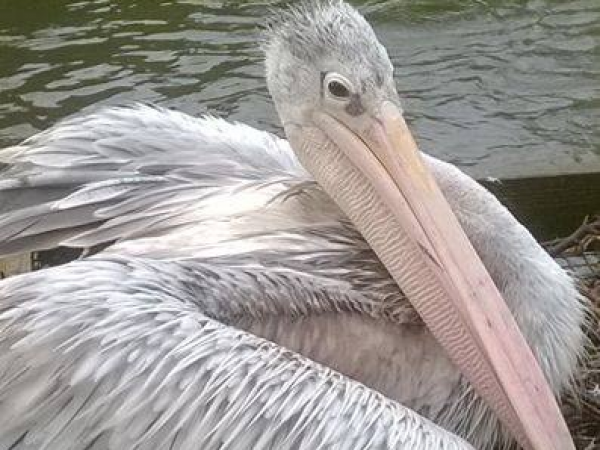 Pelican Adoptions