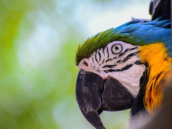 Parrot Adoptions