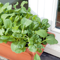 Herbs & Salad - Brampton