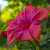 The Garden Pass