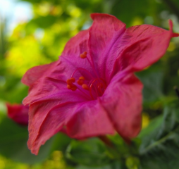 The Garden Pass