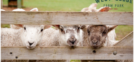 LAMBING FESTIVAL 15th-23rd February 2025