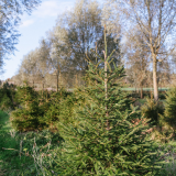 Norway Spruce