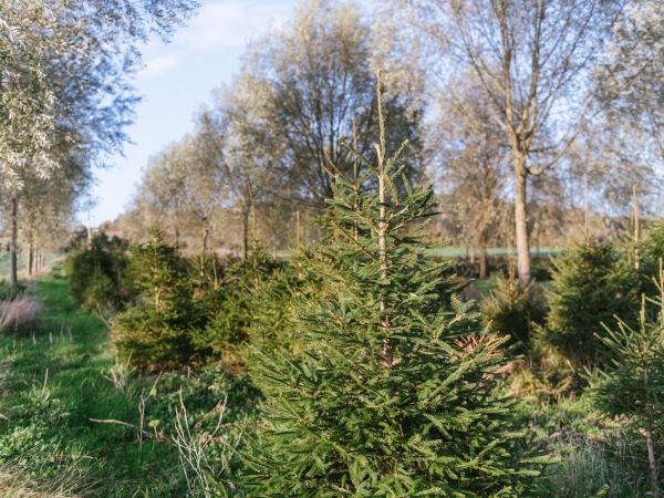 Norway Spruce