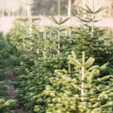 Nordmann Fir