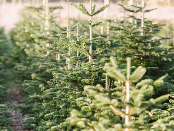 Nordmann Fir