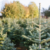 Silver Fir