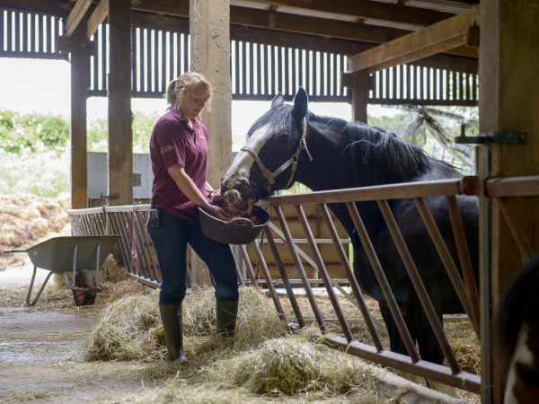 Help Feed a Pony