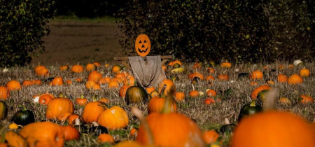 Pumpkin Festival