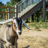 Goat Walking Experience
