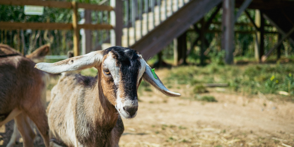 Goat Walking Experience