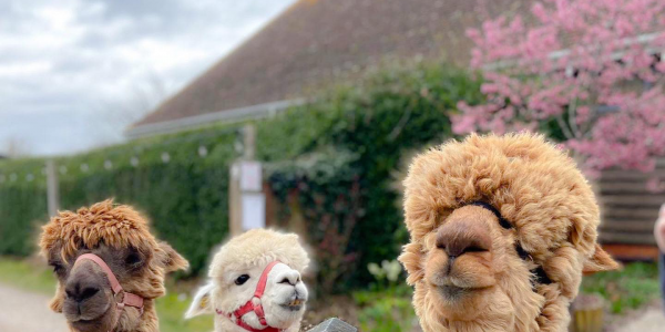 Alpaca Walking Experiences