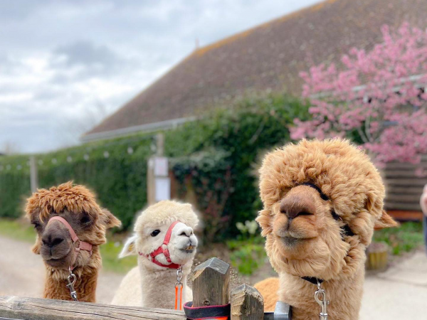 Alpaca Walking Experiences