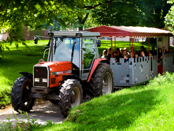 Deer Rut Safaris & Afternoon Tea 2023