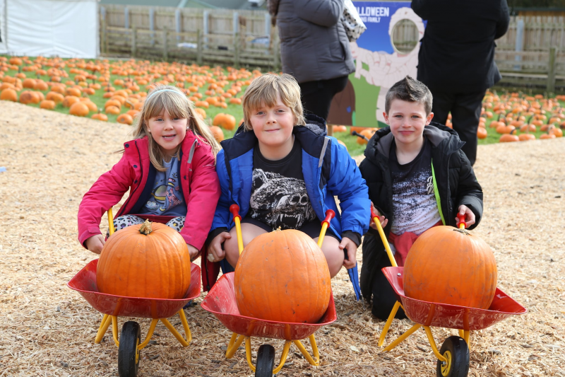 Buy Pumpkin Festival 2022 Tickets online Cannon Hall Farm