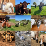 Animal Sponsorship