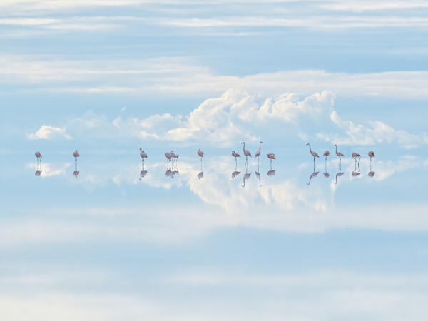 Wildlife Photographer of the Year Exhibition & Explorer