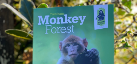 Monkey Forest Guide