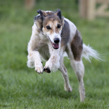 Apley Dog Park