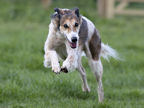 Apley Dog Park