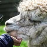 2020 Sacrewell Farm Admission Gift Tickets