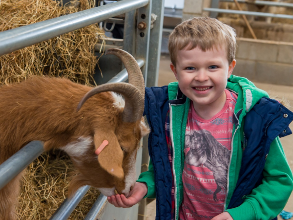 Animal Feed