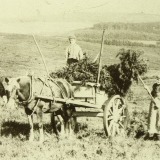 Conflict and Conservation on Ashdown Forest