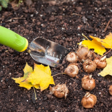 Autumn - Nature's time to plant Privilege Talk 5th & 6th September 2019