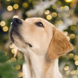 Santa Paws Dog Grotto - from 18th November - dates and times vary
