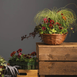 Notcutts Woodford Park - Create your own festive hanging basket - 21st November 2019
