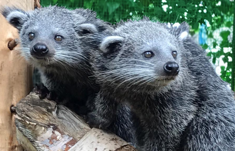 australia zoo binturong