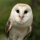 Bird of Prey Day