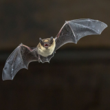 ODL Walk & Talk: Bat Walks