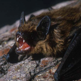 Bat Walk