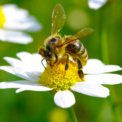 Wychbold Beekeeping Taster Courses 2017