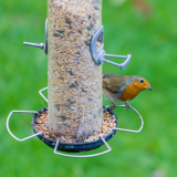 ODL The Big Garden Bird Watch