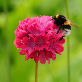 ODL Talk: Encouraging Biodiversity in your Garden (Online)