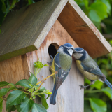 Wild Bird Care