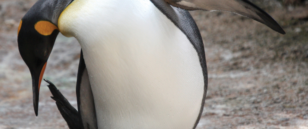 Feed The Penguins