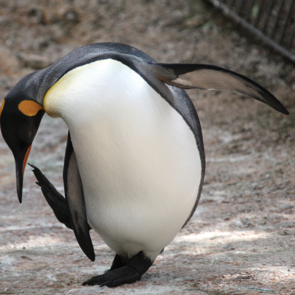 Feed The Penguins