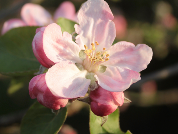 Blossom Walk at Lathcoats Farm
