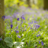 Bluebell Guided Walk