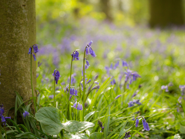 A Guided Spring Bluebell Walk Raby Castle