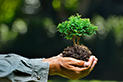Create your own living Bonsai - Brampton