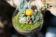 Bottle Garden - Brampton